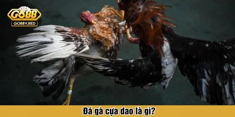 Đá gà cựa dao luôn tạo sức hút nhờ tốc độ dồn dập