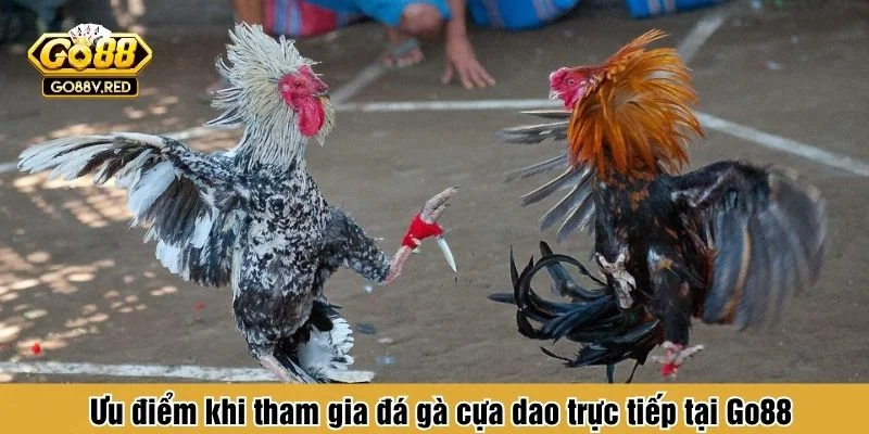 Đá gà cựa dao tại Go88 luôn sở hữu lượng truy cập khổng lồ