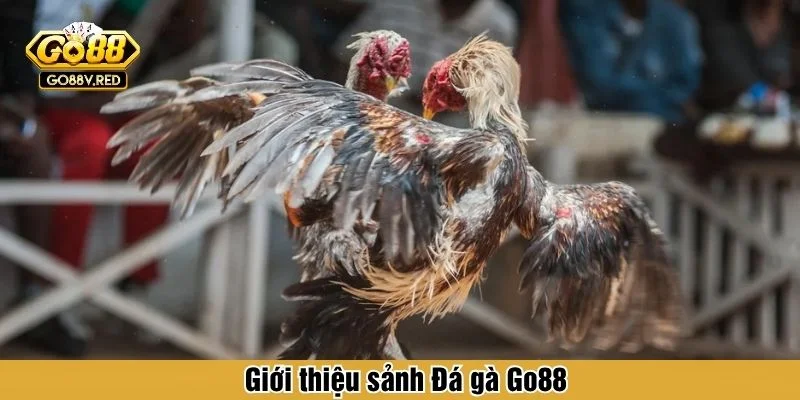 Đá Gà Go88 đang thu hút lượng truy cập lớn
