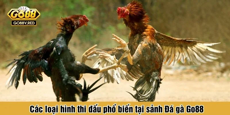 Go88 có nhiều lựa chọn đá gà khác nhau để tăng tính đa dạng